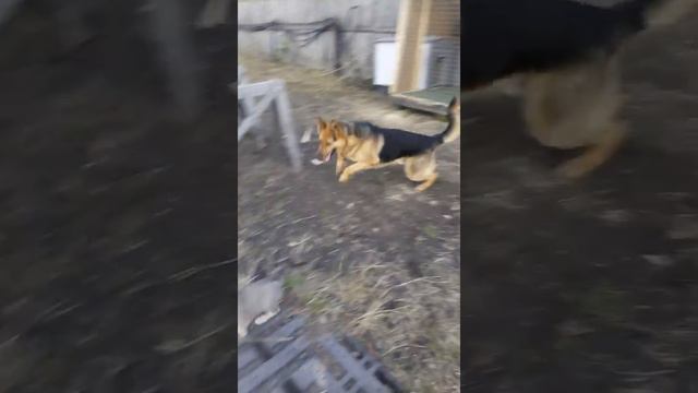 Взрослый пёс первый раз увидел щенка смотреть онлайн