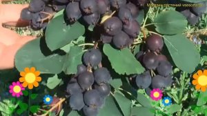 Ирга обыкновенная Тиссен. Краткий обзор, описание характеристик amelanchier alnifolia Thiessen