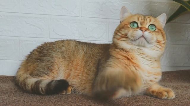 Британский кот золотого затушеванного окраса Image (Имидж) смотреть онлайн