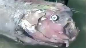 Поймал рыбку