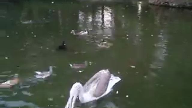 Дрессировка Пеликана в парке "Дендрарий" в Сочи. смотреть онлайн