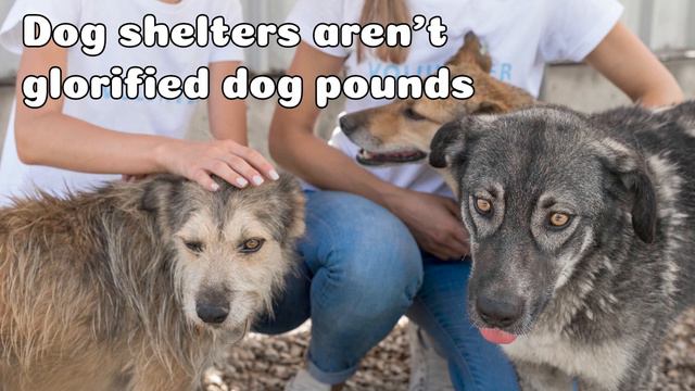 Podcast 28: 4 animal shelter facts to confront the misconceptions смотреть онлайн