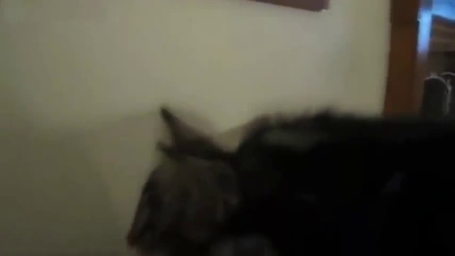 Котенок смешно мяукает смотреть онлайн