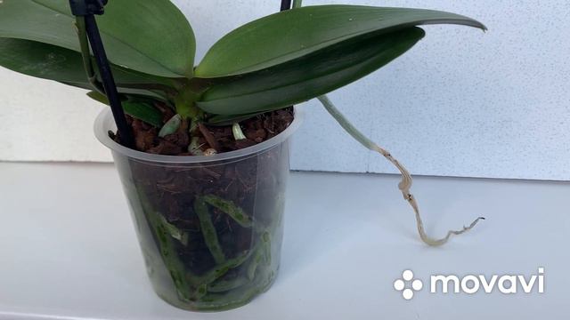 Орхидеи. Новые орхидеи , и цветение!😘 смотреть онлайн
