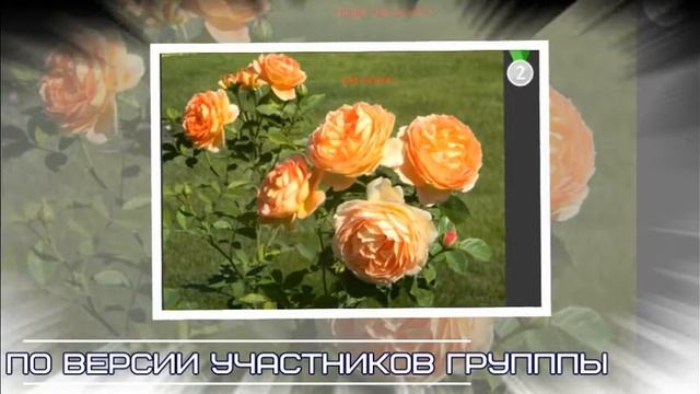 Лучшие розы по версии группы "РОЗЫ. ВСЕ О КОРОЛЕВЕ ЦВЕТОВ" смотреть онлайн