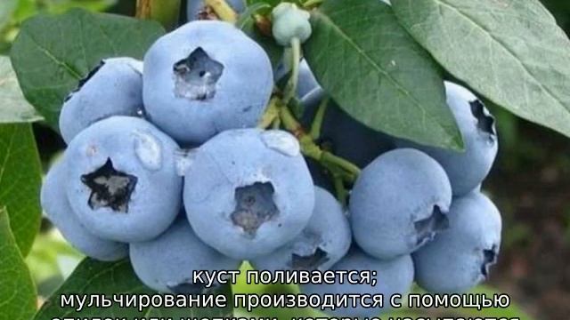 Голубика Денис Блю смотреть онлайн