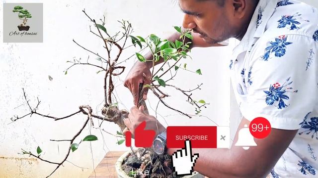 බොන්සායි ගසක් වයර් කරමු/how to make binsai tree wiring /bonsai смотреть онлайн