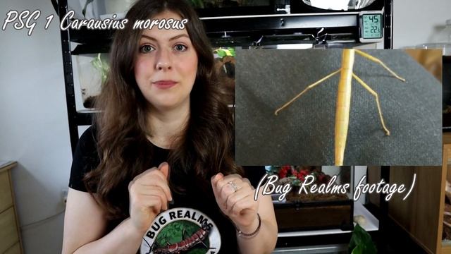 SUPER COOL STICK AND LEAF INSECTS YOU CAN KEEP AS PETS! | Project Paradise | Bug Realms смотреть онлайн