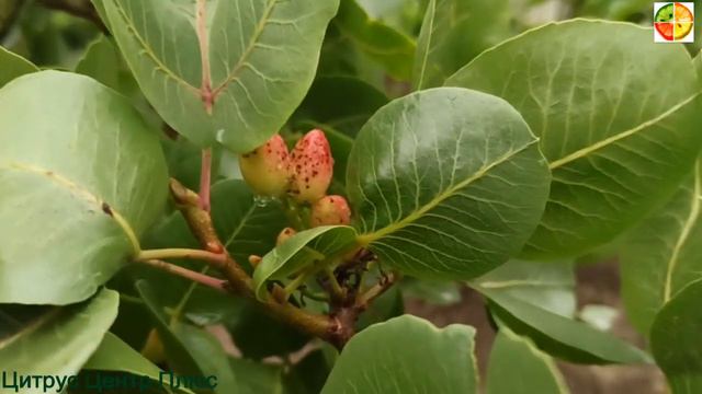 Фисташка плодоношение смотреть онлайн