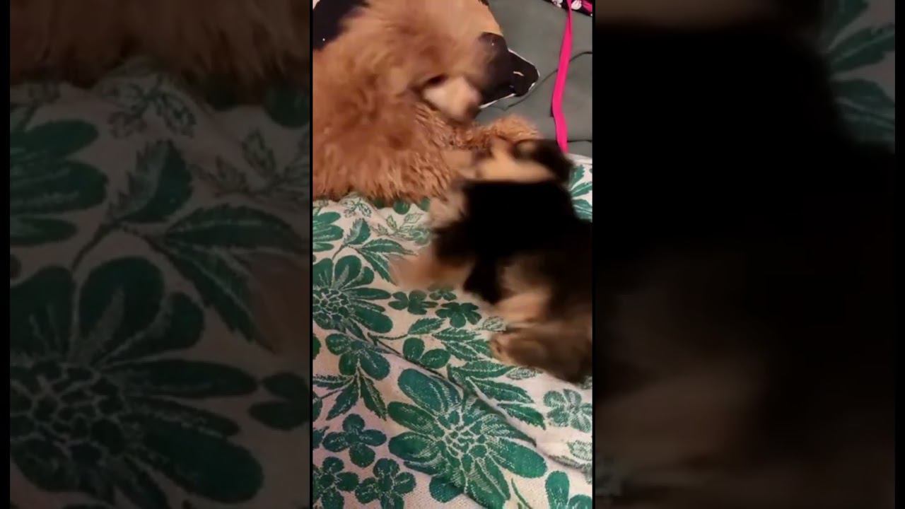 Ала Пугачева & Максим Галкин смотреть онлайн