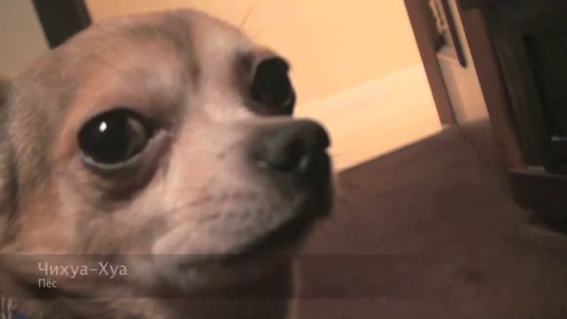 Чихуа Хуа против кота Барсика, серия 2 смотреть онлайн