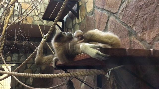 Белорукий гиббон2 смотреть онлайн