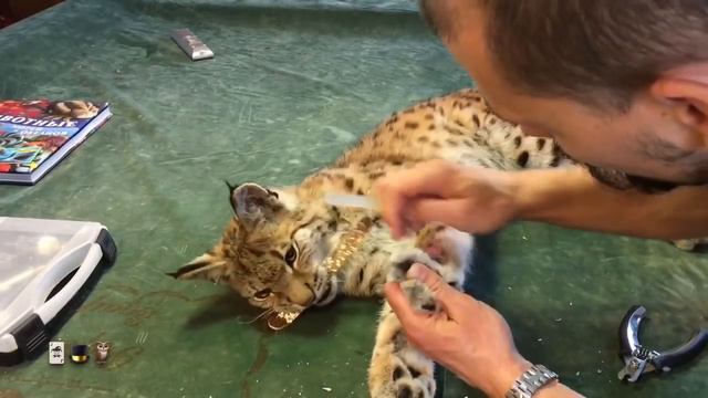 Стрижка когтей смотреть онлайн