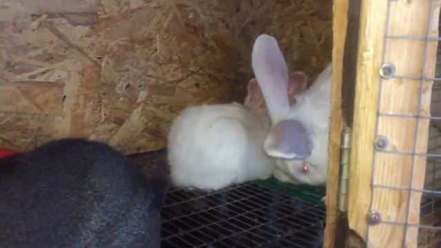 Что лучше? Порода, или помесь? смотреть онлайн