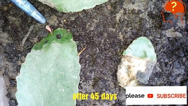 How to grow bryophyllum by leaf | Grow pathranchatta | succulent plant смотреть онлайн