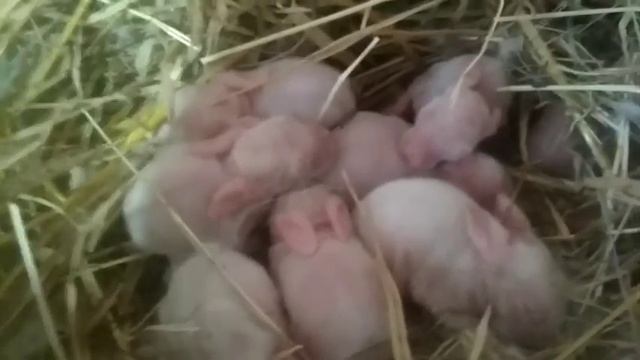 Умерла крольчиха/Что делать с трехдневными крольчатами?/rabbits orphans смотреть онлайн