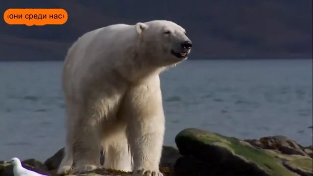 Полярный медведь!Самый крупный хищник на планете!!! смотреть онлайн
