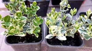 Бересклет японский - особенности, виды, внешний вид