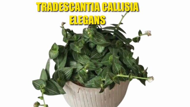 33 VARIETIES OF TRADESCANTIA /WANDERING JEW/ SPIDERWORT PLANTS смотреть онлайн