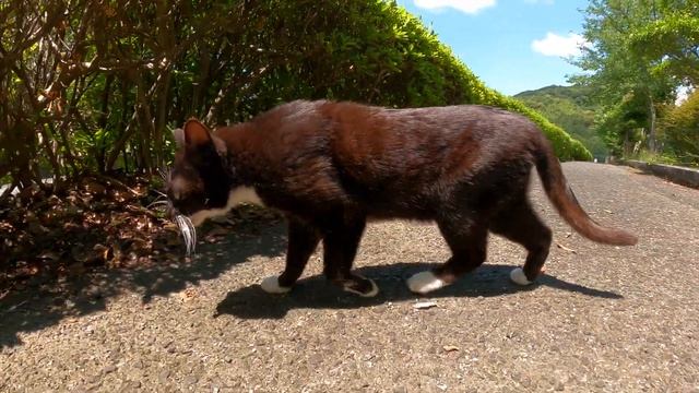 甘えん坊のハチワレ猫がトカゲを狩ってプレゼントしてくれた смотреть онлайн
