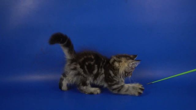 Сибирская кошечка Augustine, 2 месяца, черный мраморный окрас смотреть онлайн