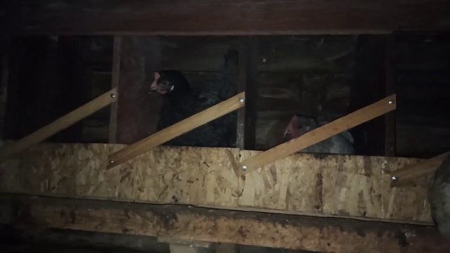 Куры спят в гнёздах и гадят туда. Отучить легко. 3шага... смотреть онлайн