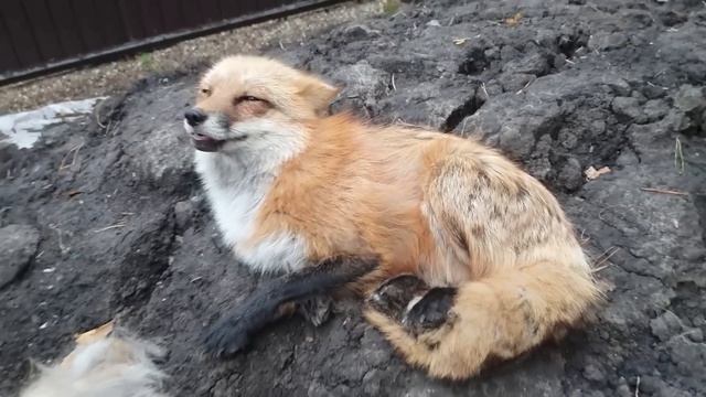 Ли Сяо / Alice the Fox Лиса Алиса (Куда исчезла шуба лисы) смотреть онлайн