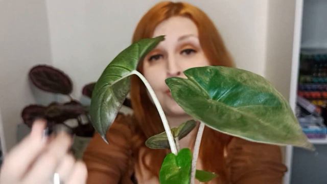 🌱HAUL PLNTS 🌱: SATISFAITE OU DECUE? JE VOUS DIS TOUT!