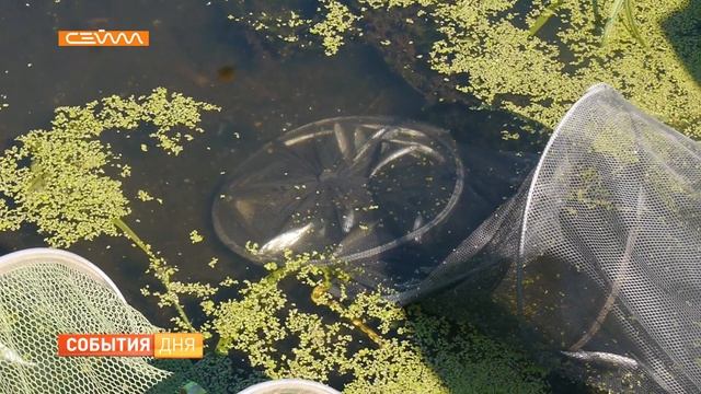 В Курской области развивают молодежное рыболовство смотреть онлайн