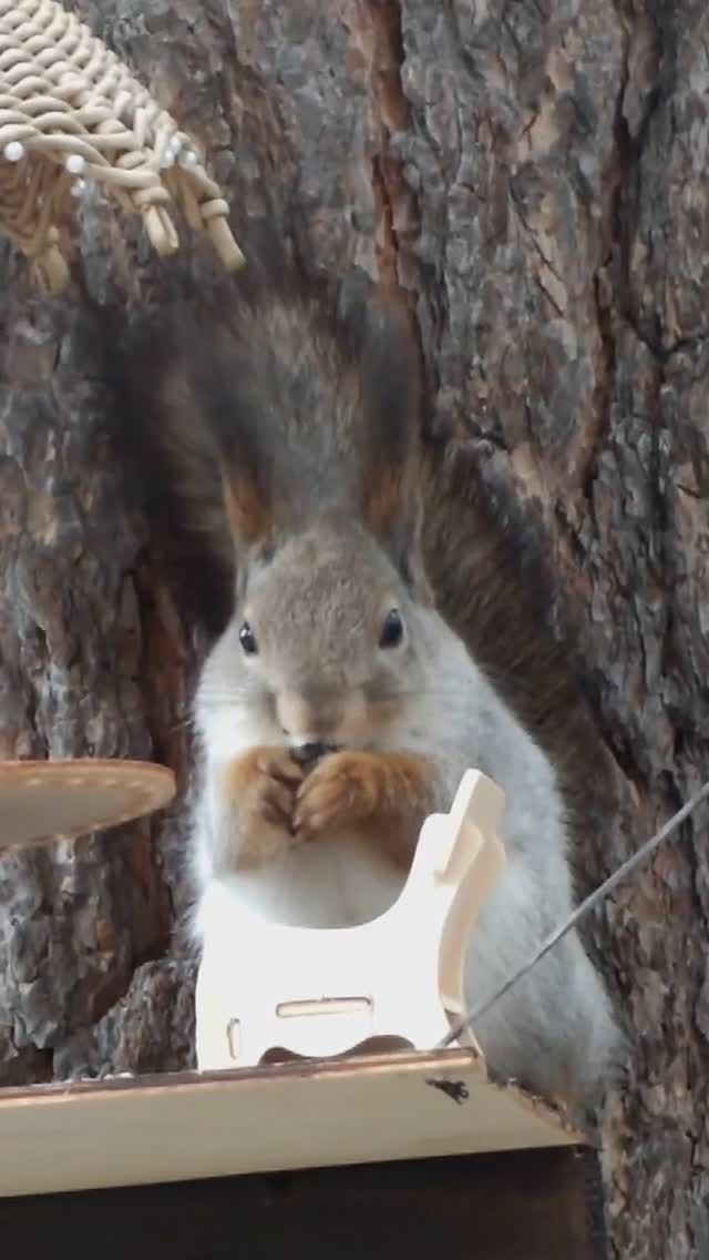 #shorts Белка под столиком находит семечки