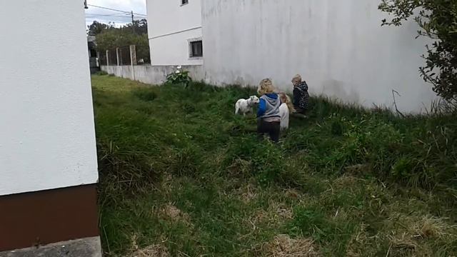 Поймать белую собаку в высокой траве смотреть онлайн