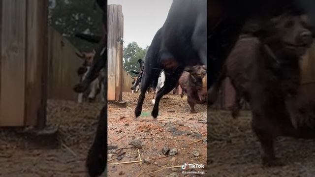 Собачки и обед смотреть онлайн