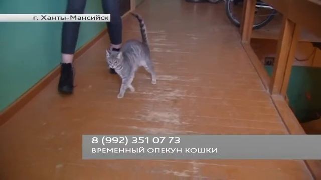 Друг семьи. «Пятнистая серая кошка» смотреть онлайн