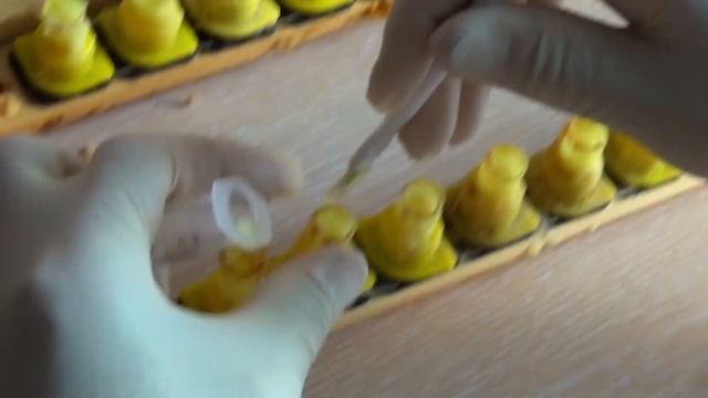 Маточное молочко: сбор, хранение и употребление смотреть онлайн