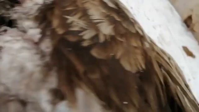 Раненый орлан. Видео фонда "Зеленый Сахалин" смотреть онлайн