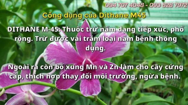 DITHANE M45 - TIÊU DIỆT HÀNG TRĂM LOẠI NẤM смотреть онлайн