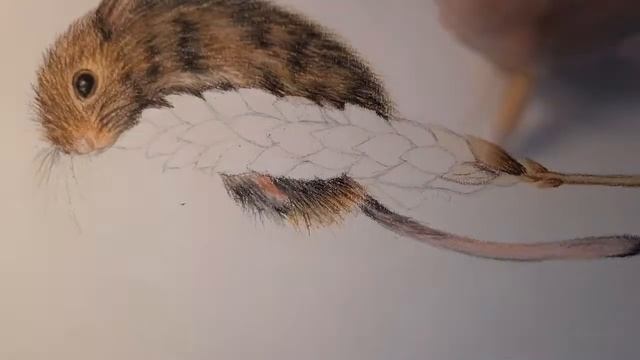 Skethbook / speed drawing / drawing animals смотреть онлайн