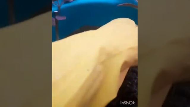 Укоренение дуранты.Пересадка псевдоэрантемума. смотреть онлайн