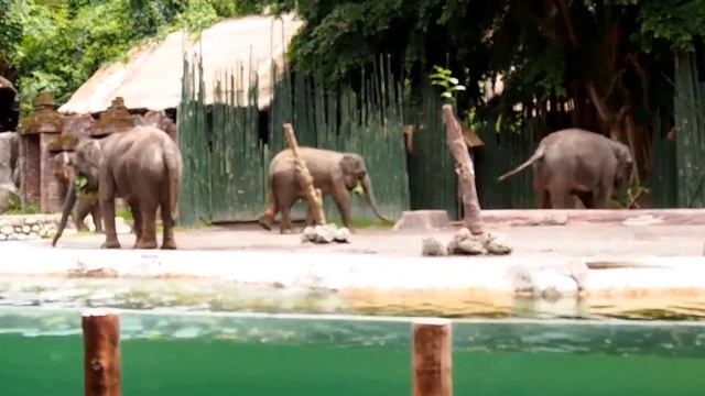 Бали. Сафари парк. смотреть онлайн