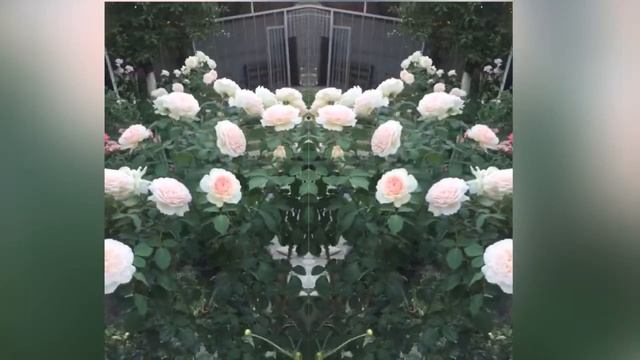 Роза Роберто Капуччи. Роза - ВОСТОРГ! смотреть онлайн