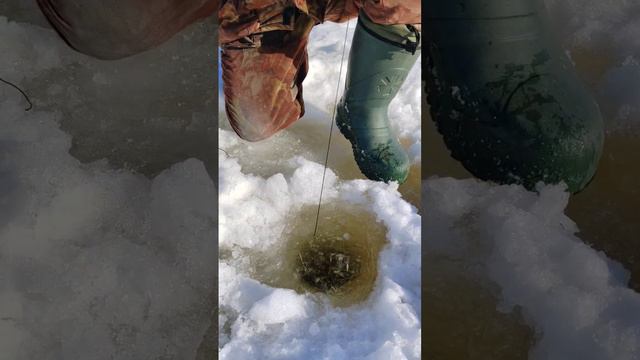 Щука на жерлицу.Зимняя рыбалка. смотреть онлайн