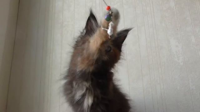 Котёнок Мейн Кун, девочка 4, чёрная солидная черепаха. 1.5 месяца. 25.08.14