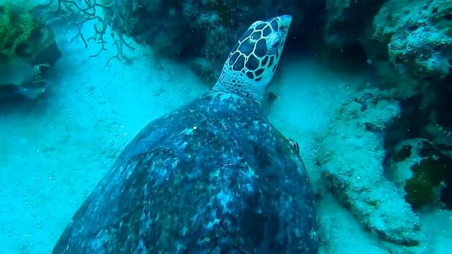 Божественная скрипка. Лучшая инструментальная скрипка