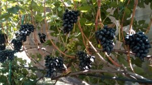 Виноград ЧЕРНЫЙ КРИСТАЛЛ ,селекции Калугина В.М.
