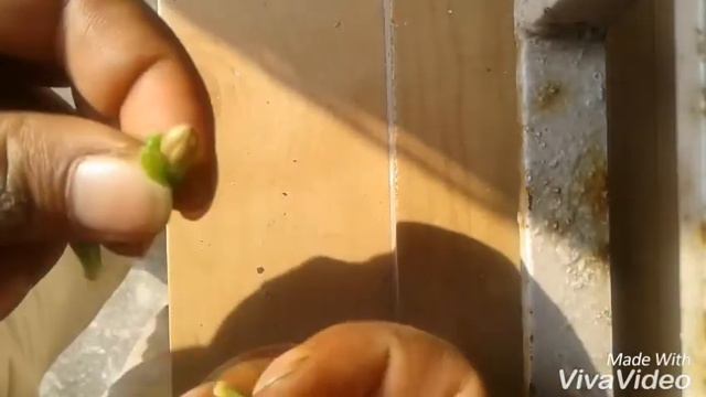 Petunia seed смотреть онлайн