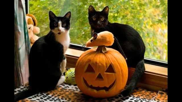 Приколы с котами СМЕШНАЯ ОЗВУЧКА ЖИВОТНЫХ смотреть онлайн