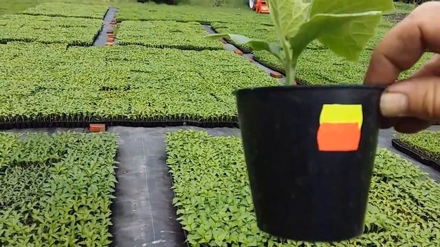 Закаливание рассады и секреты подкормки смотреть онлайн