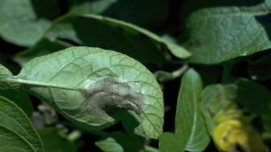 ФИТОФТОРА КАРТОФЕЛЯ и методы борьбы с фитофторозом