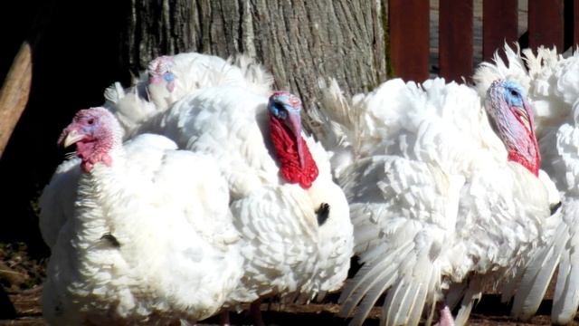 ЗВУКИ ИНДЮКА, КАК КРИЧИТ ИНДЮК? смотреть онлайн