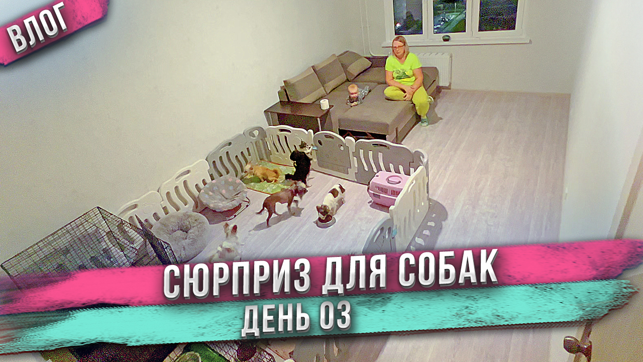 Питомник собак в обычной квартире! Смотрите, как мы сделали! Скоро роды чихуахуа Капы! Анапа. День 3 смотреть онлайн